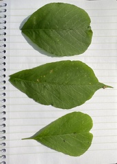 Toxicodendron radicans