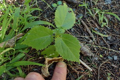 Entelea arborescens