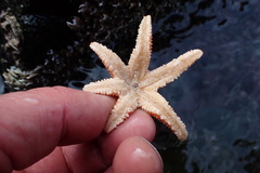 Allostichaster insignis