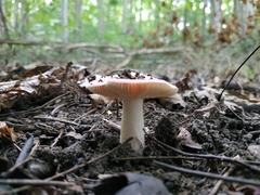 Russula lepida