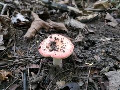 Russula lepida