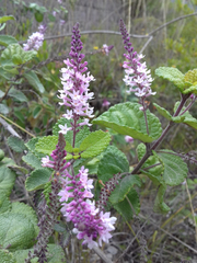 Aloysia scorodonioides
