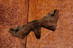 Apatelodidae