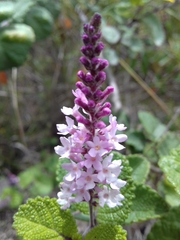 Aloysia scorodonioides