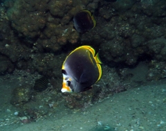 Chaetodon flavirostris