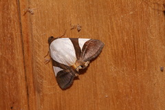 Eulepidotis argyritis