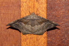 Oxydia scriptipennaria