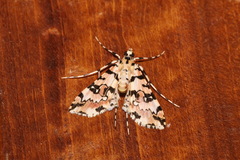 Conchylodes bryophilalis