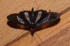 Erilusa