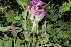 Ipomoea lenis