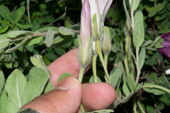 Ipomoea lenis