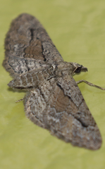 Eupithecia placidata