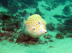 Anoplocapros inermis