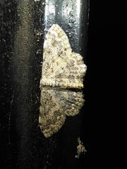 Scopula submutata
