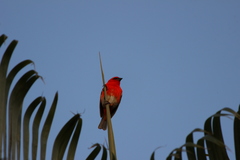 Foudia madagascariensis