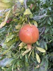 Punica granatum