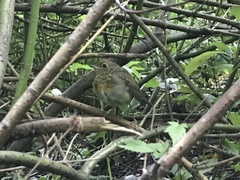 Erithacus rubecula