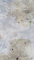 Phyllodocidae
