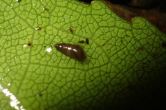 Potamopyrgus oppidanus