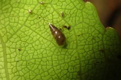 Potamopyrgus oppidanus