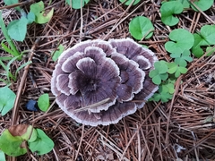 Thelephora caryophyllea