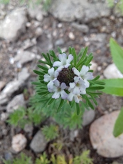 Glandularia laciniata