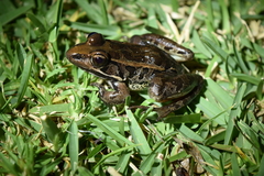 Lithobates neovolcanicus