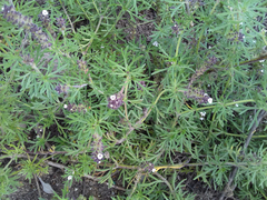 Glandularia laciniata