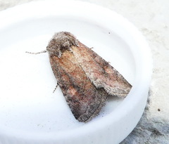 Lacinipolia meditata