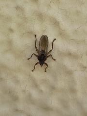 Hippoboscoidea