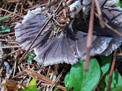 Thelephora caryophyllea