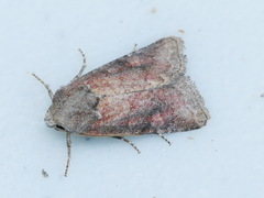 Lacinipolia meditata