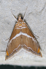 Abegesta remellalis
