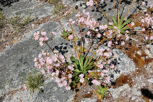 Oreobroma cotyledon (S.Watson) Howell 2