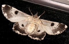 Cleora displicata