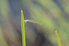 Enallagma vesperum