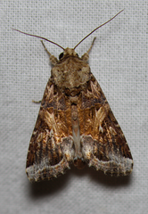 Spodoptera praefica