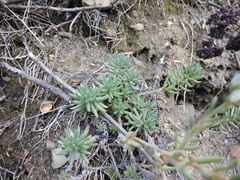Petrosedum subulatum