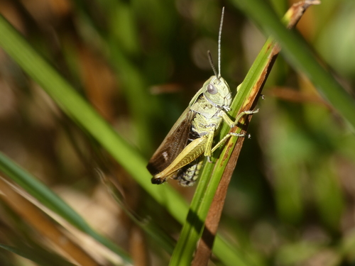 Photo of Common Green Grasshopper (Omocestus viridulus)