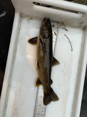 Salvelinus confluentus