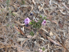 Barleria buxifolia