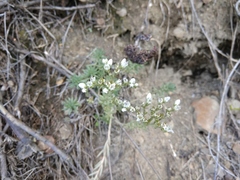Petrosedum subulatum