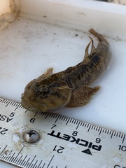 Cottus confusus