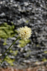 Calliscirpus criniger