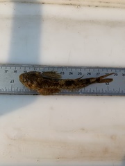 Cottus confusus