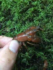 Cambarus asperimanus