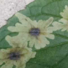 Calycomyza platyptera