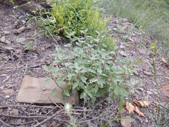 Marrubium leonuroides