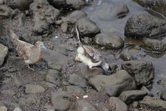 Geopelia striata