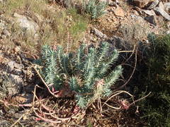 Euphorbia rigida